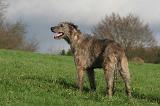 IRISH WOLFHOUND 398